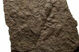 Shale with Dinosaur (Grallator) Footprints - Massachusetts #383426-2